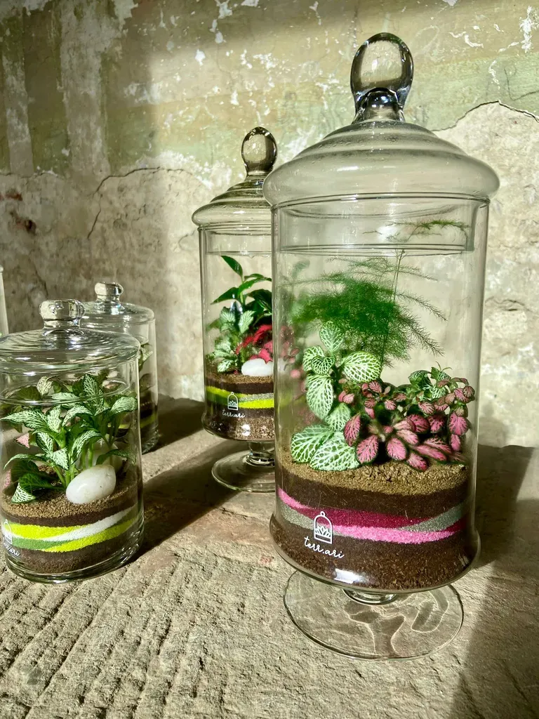 Creazioni vive — terrari tropicali Terr.ari