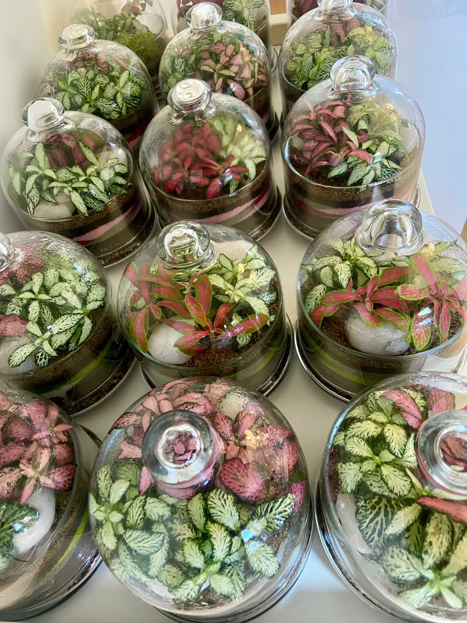Terrari bellissimi
